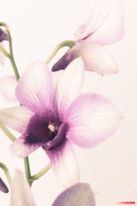 Orchid 7389
